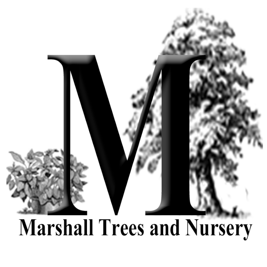 Marshall Trees And Nursery GBP Main