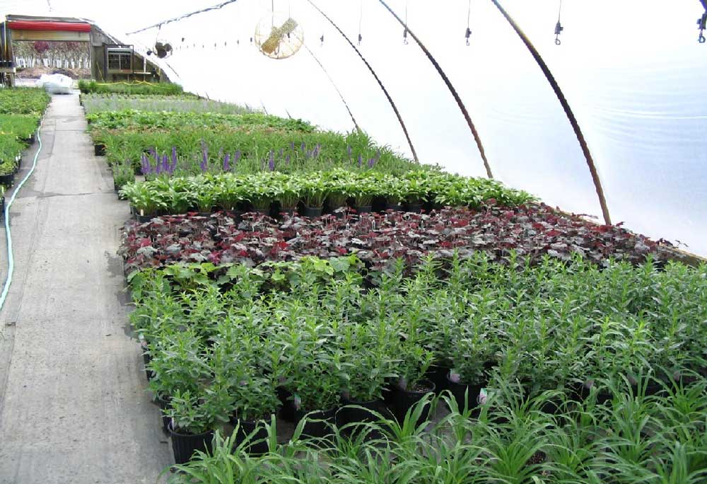 Ground Cover Plants