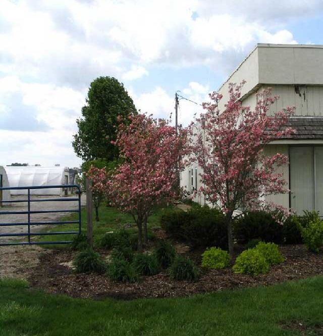 Fruit Trees
