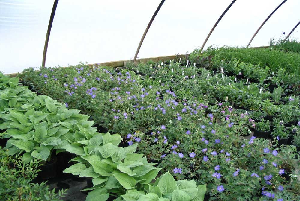 Shrub Sales